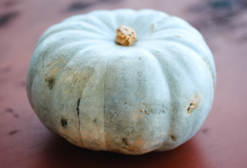 Courge Maxima Bleue de Hongrie